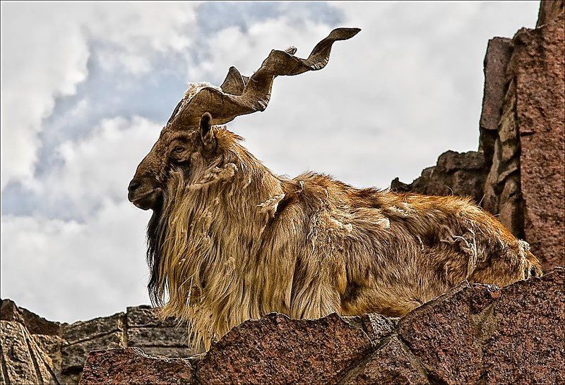 Винторогийphoto preview