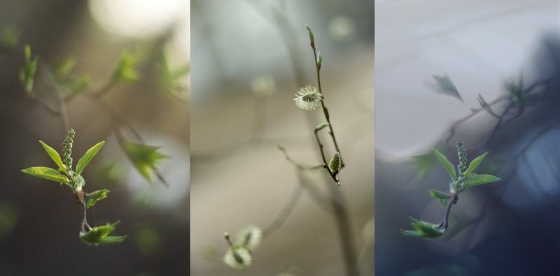 весна, , лес, , bokeh Весенние этюдыphoto preview
