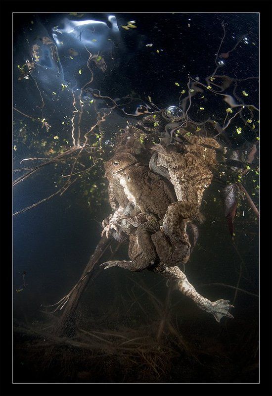 жабы,лягушки, Смешались в кучу кони, люди...photo preview