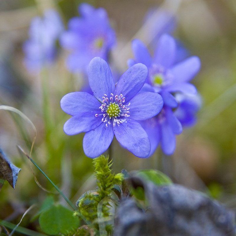 Spring flowersphoto preview