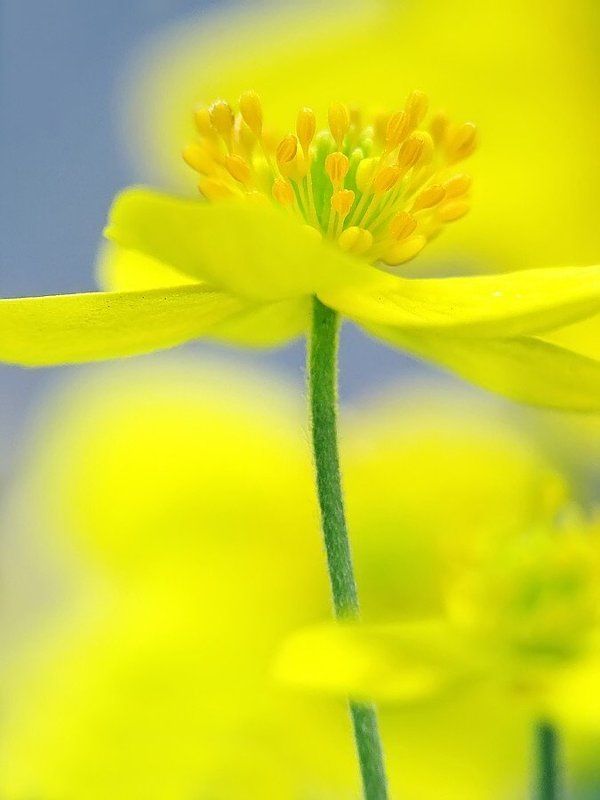 лютик, цветок, весна Лютики-цветочки фото превью