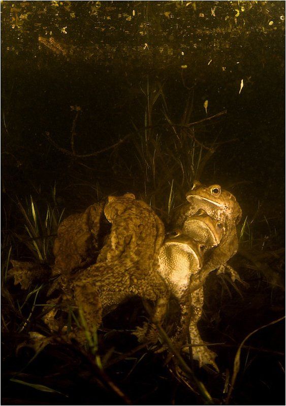 в_очередь! Кавалерыphoto preview