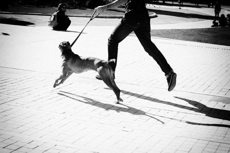 человек, собака, вместе Один деньphoto preview