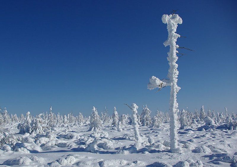 заполярье, зима, мороз, лесотундра Солнечное Заполярьеphoto preview