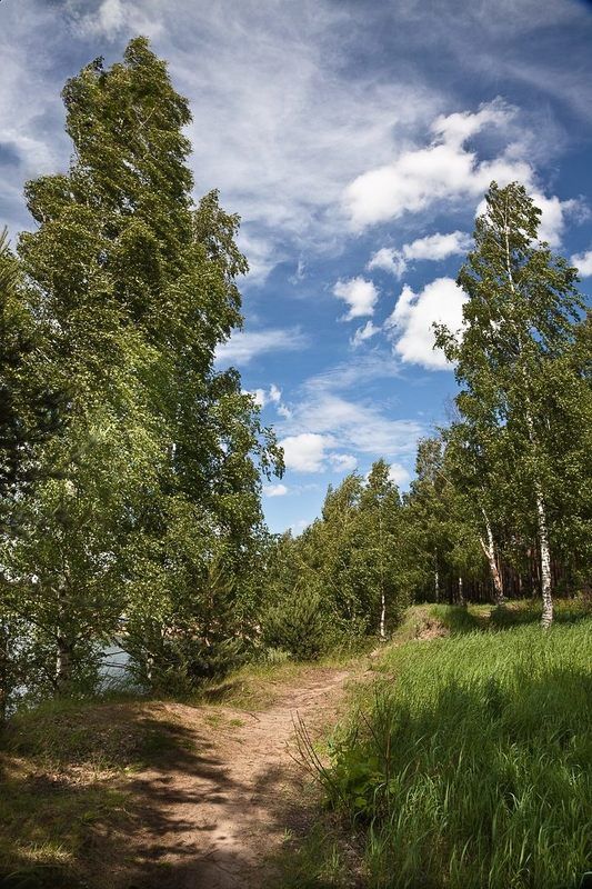 лес,пейзаж Лес ...photo preview