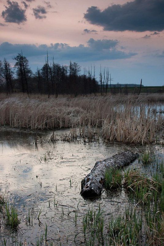 faniz, крокодил, вечер песенка про крокодилаphoto preview