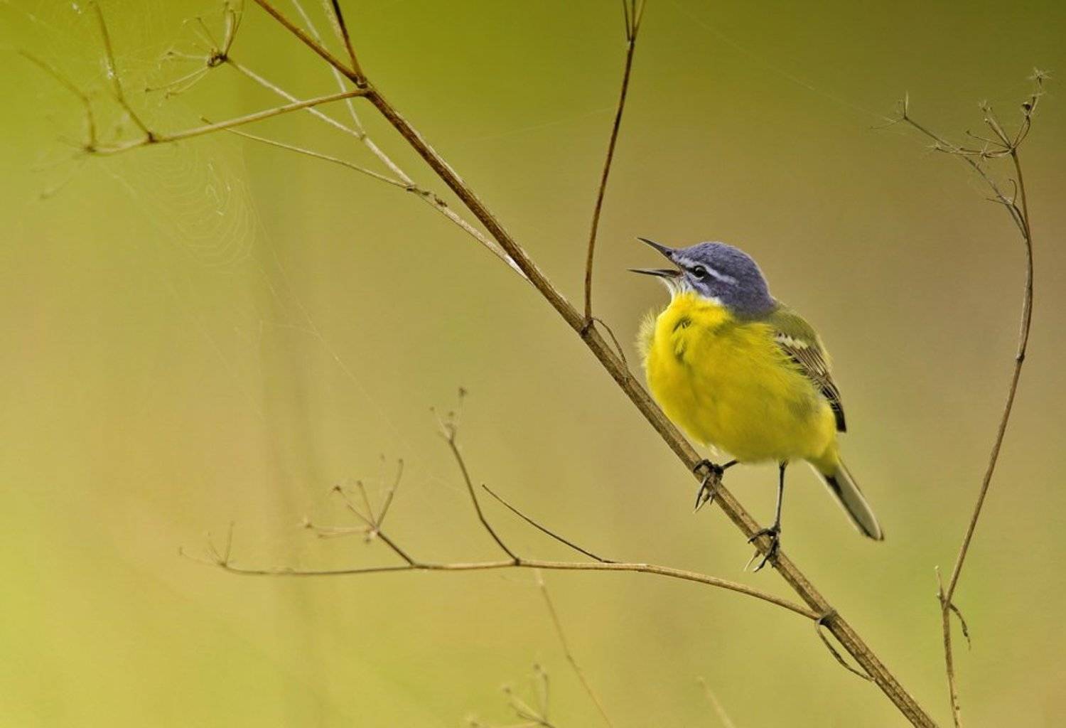 Жёлтая трясогузка (Motacilla flava). Автор: Леонид жёлтая, трясогузка, motacilla, flava, Леонид
