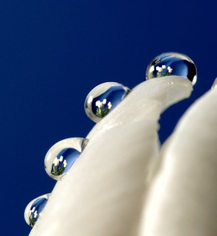 макро, тюльпан, капли, букет Тюльпаныphoto preview