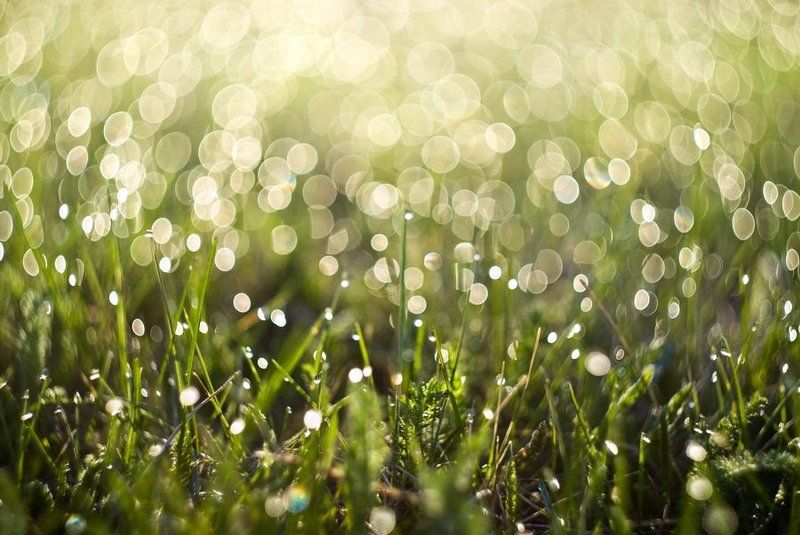 Утренняя роса фото превью