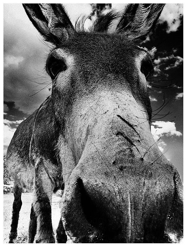 .....бэк вокалист Бременских музыкантов......photo preview