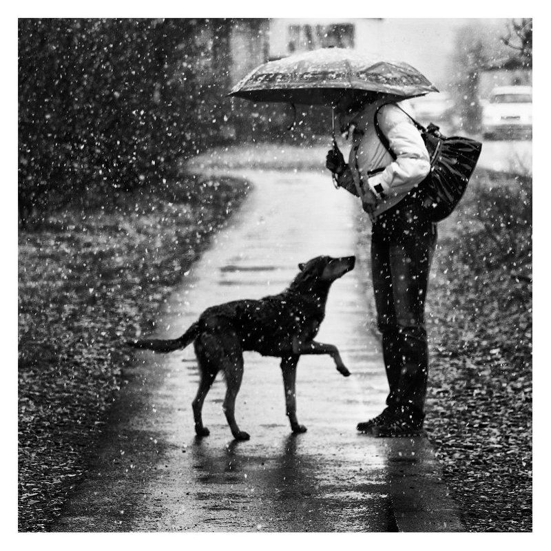 жанр, ч/б, снег, собака, абакан, b&w, black and white,черное и белое, черно-белое ЯЗЫК ЖЕСТОВphoto preview