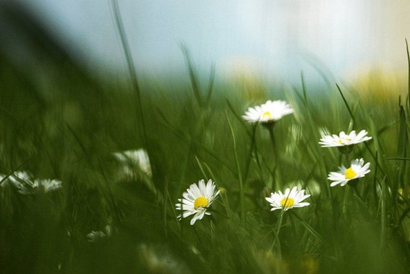 цветы, весна FLOWERS фото превью