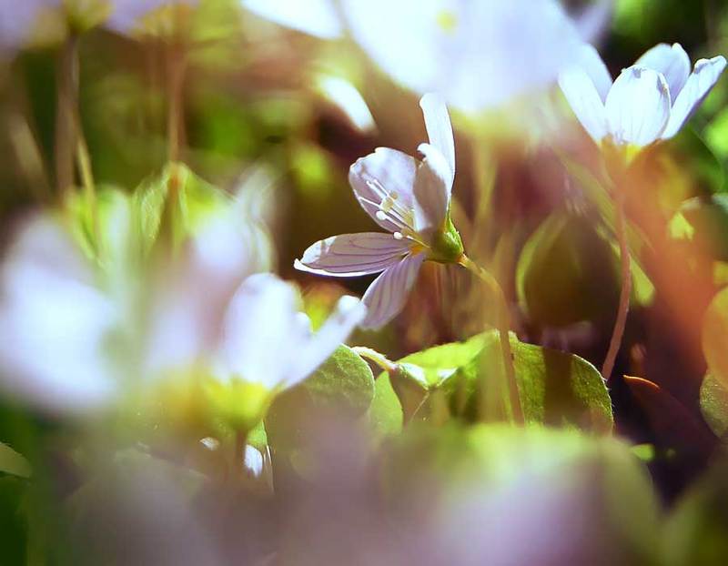 природа, цветы, лето ***photo preview