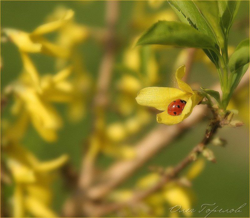 Майский сонphoto preview