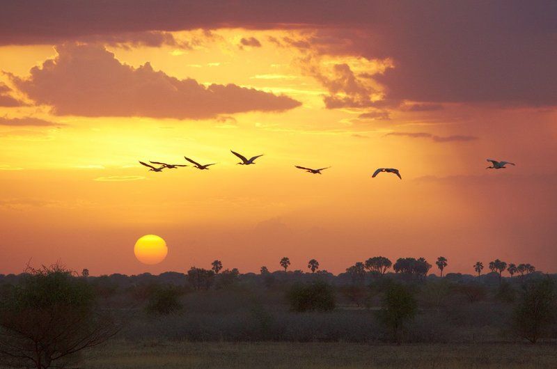 закат, облака, ибис К солнцуphoto preview