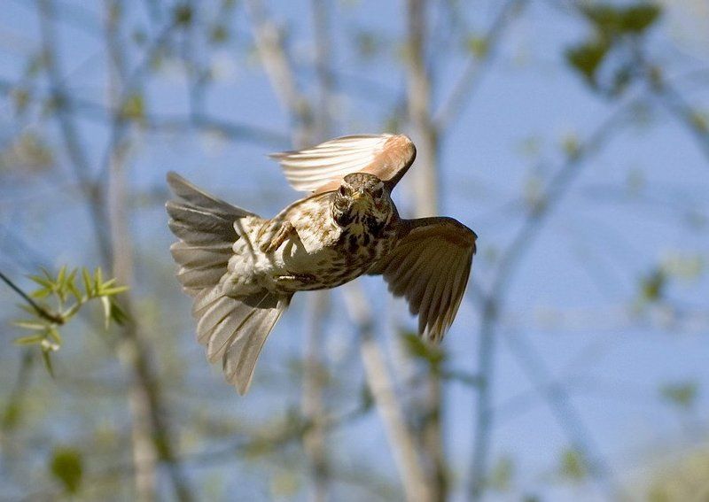 виражphoto preview