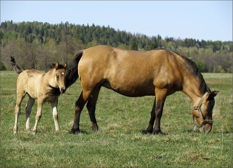 удмуртия,лошади,весна ***photo preview