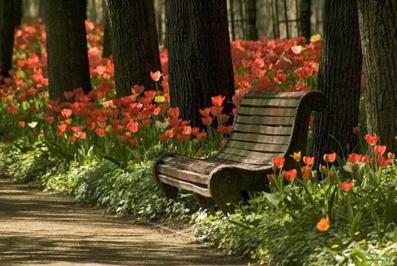 парк, лавочка Место встречи фото превью