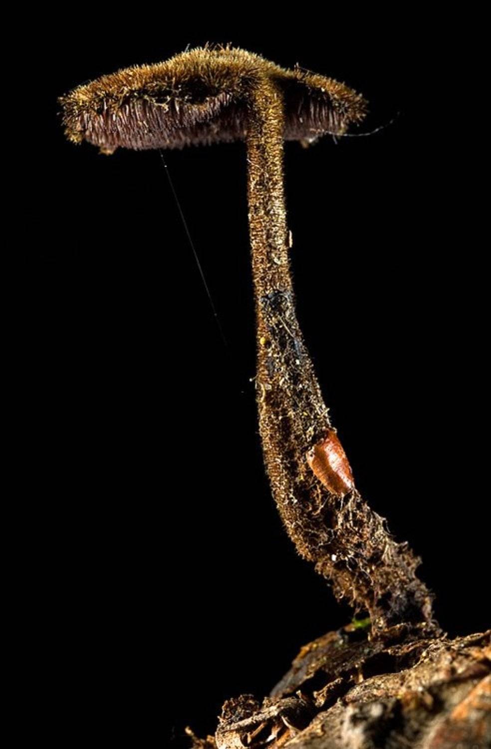 , Витя Лягушкин