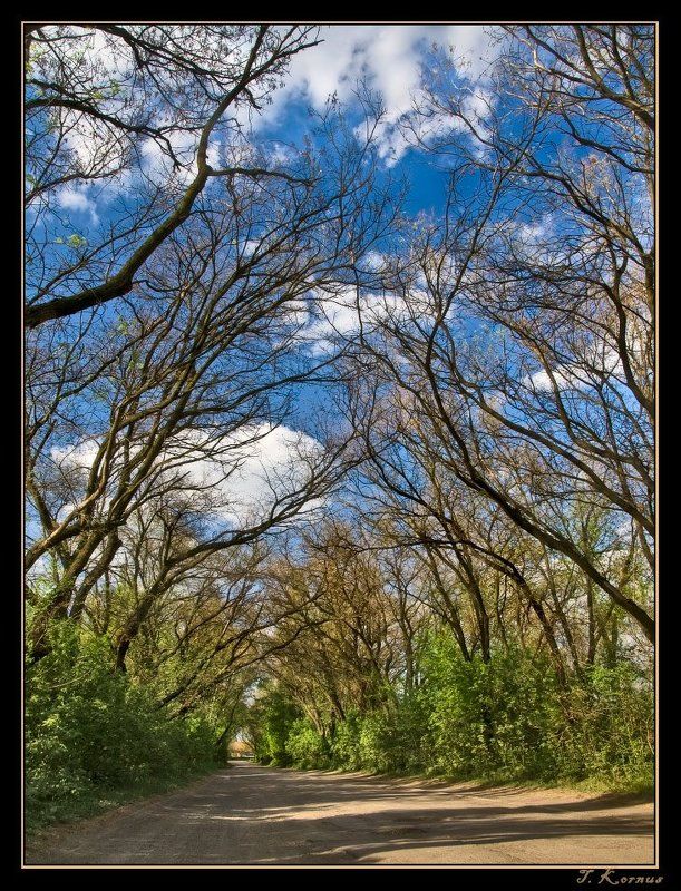 запорожье,хортица,весна,май,дорога,деревья Шатёр из кружеваphoto preview