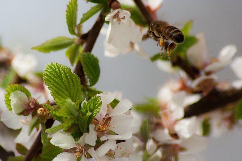Среди вишниphoto preview