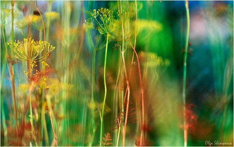 укроп, цейс, макро Укроп.photo preview