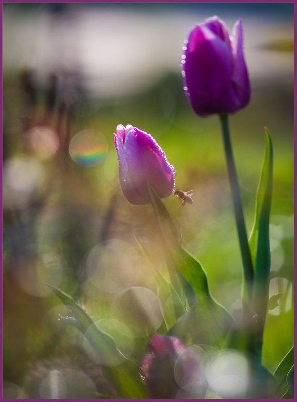 цветок, пчела Touchphoto preview