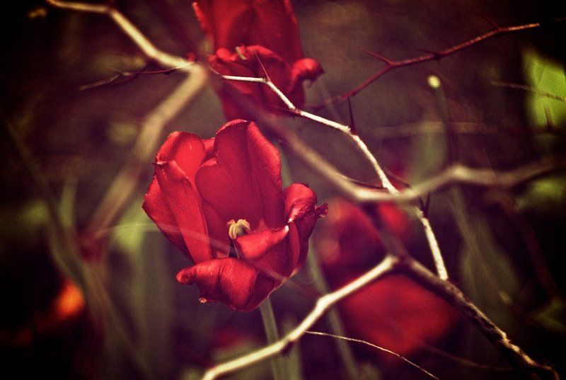 *** фото превью