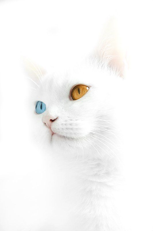 SnowWhitephoto preview