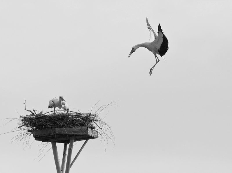 Посадкаphoto preview