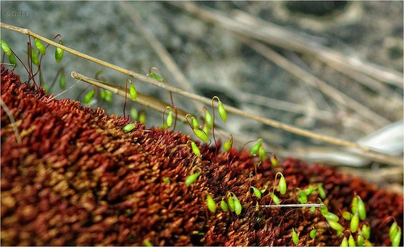 макро, мох, гриб Наноурожаи наномира:)photo preview