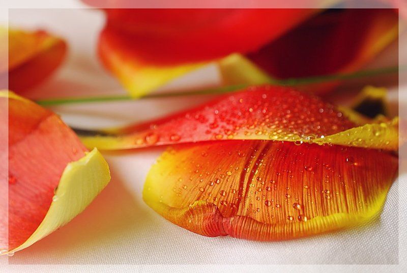 тюльпаны, капли Свежестьphoto preview