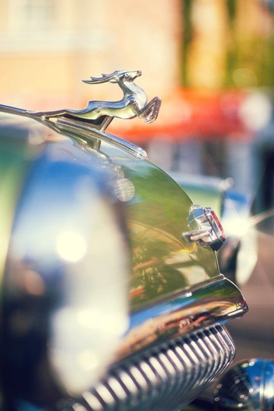 Олень благородныйphoto preview