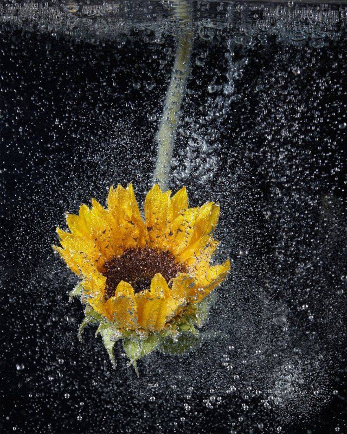 Автор: Chosen One , Chosen One