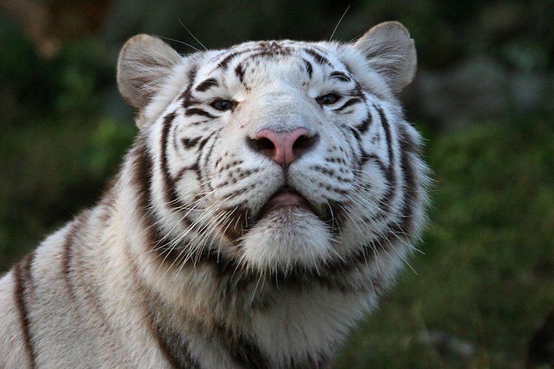 Купание белого котаphoto preview