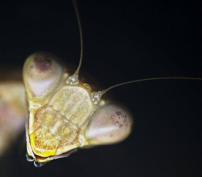 богомол, глаза, макро, взгляд Давай знакомиться!photo preview