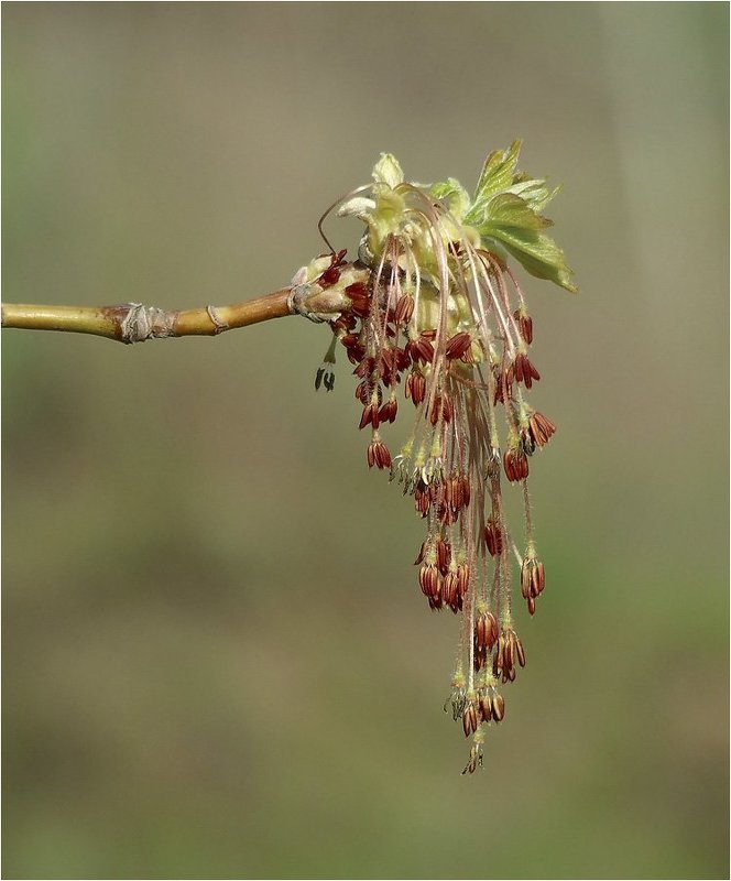 Сережкиphoto preview