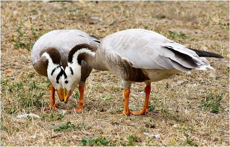 гуси - Ты видишь то же что и я?photo preview