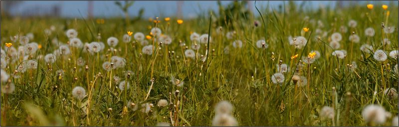 дон, луг, трава, весна Донской лугphoto preview