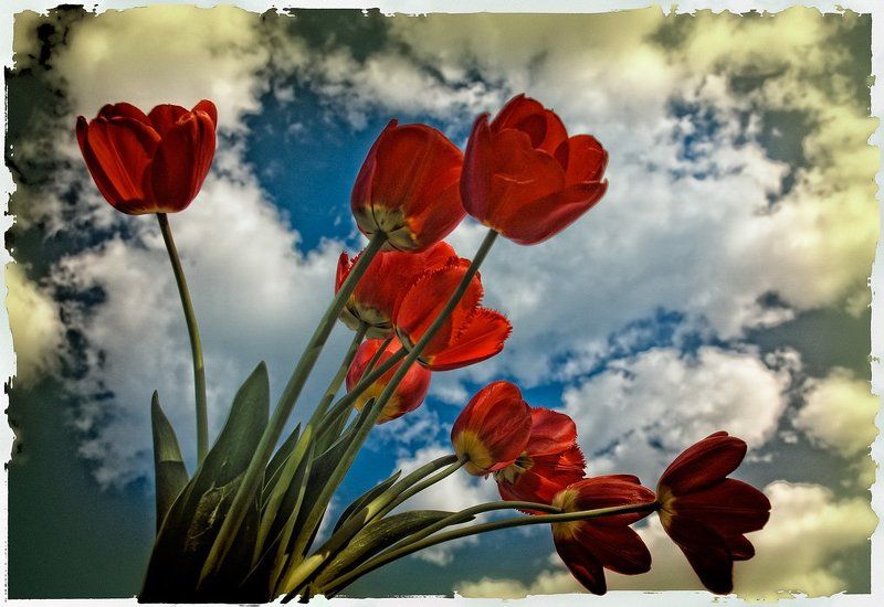 тюльпаны, облака Салютphoto preview