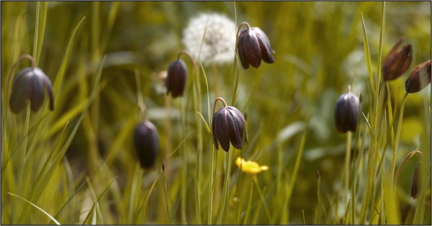 дон, лагутник, ростов-на-дону, цветы, луг, весна, дельта, wofa