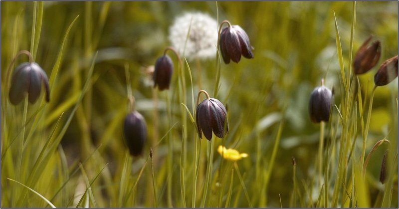 дон, лагутник, ростов-на-дону, цветы, луг, весна, дельта Черные тюльпаныphoto preview