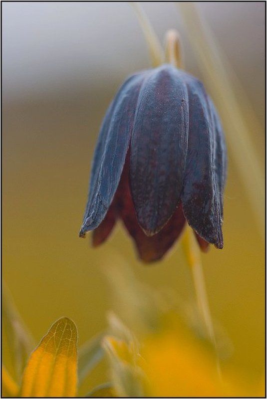 дон, лагутник, ростов-на-дону, цветы, луг, весна, дельта Черный тюльпанphoto preview