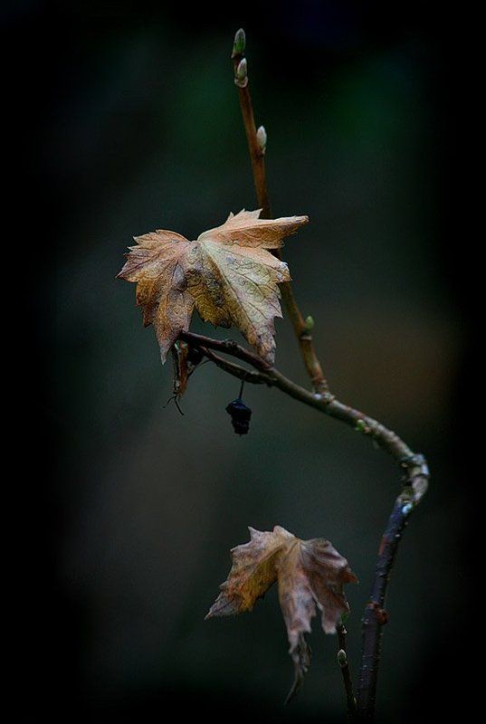 осень, смородиновый, куст, листья Осень, она не спросила.. Осень, она пришла... фото превью