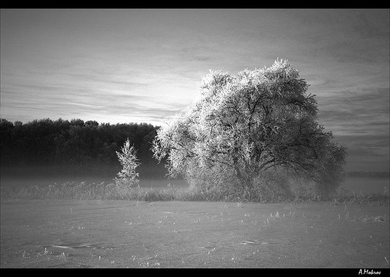 зима, туман, подмосковье И зимой бывает... вишня расцветаетphoto preview