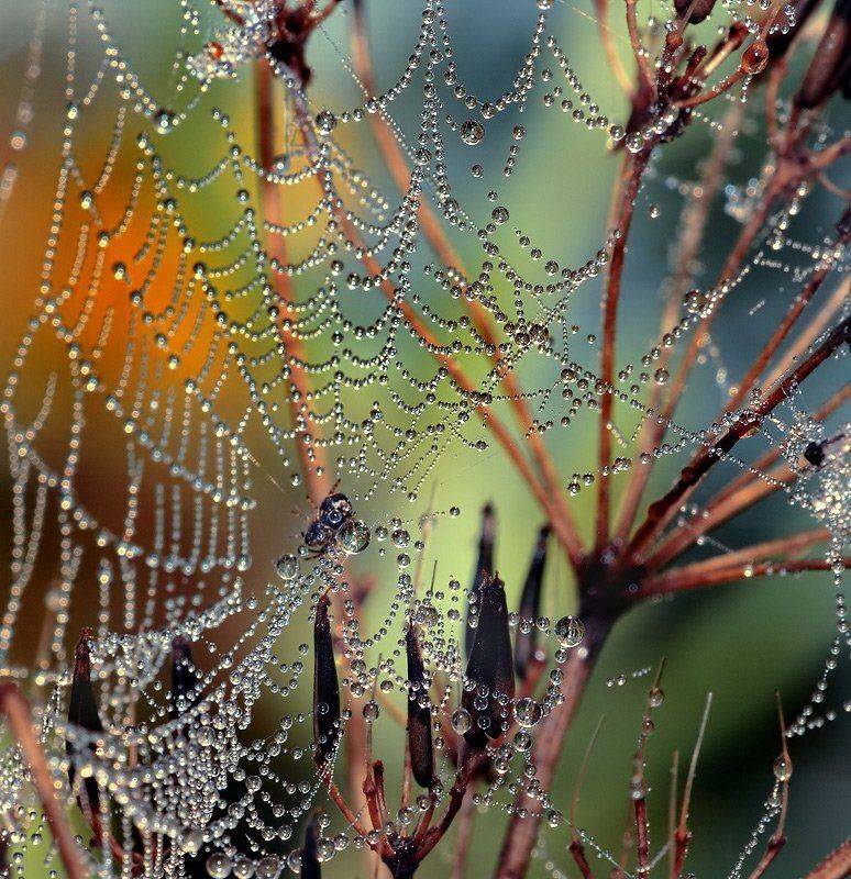 лето, паутина, роса, Олег Сурьянинов