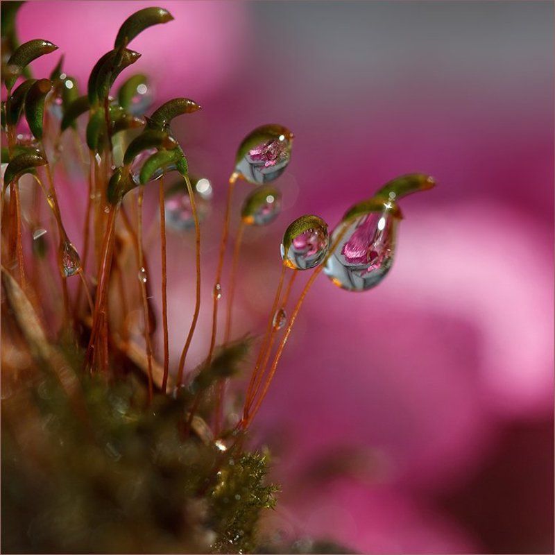 Про мох и каплиphoto preview