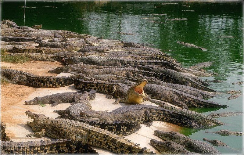 пляж, крокодилы, животные, тайланд, vvs Дикий пляжphoto preview