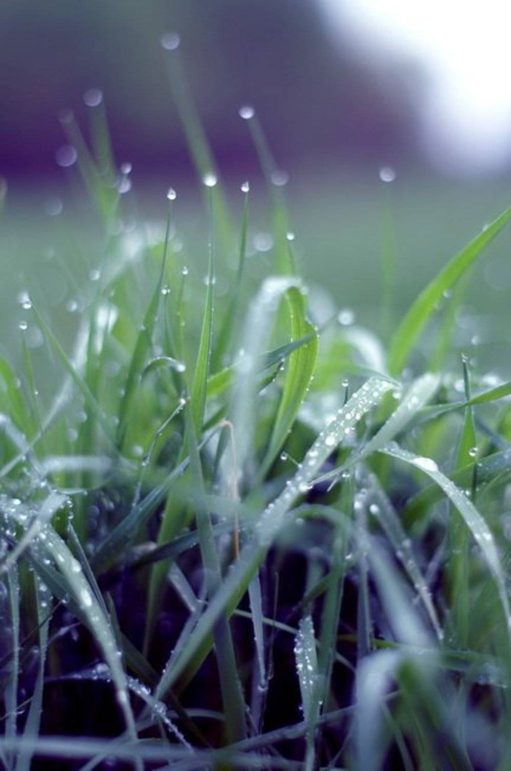 , Светлана Ястребова