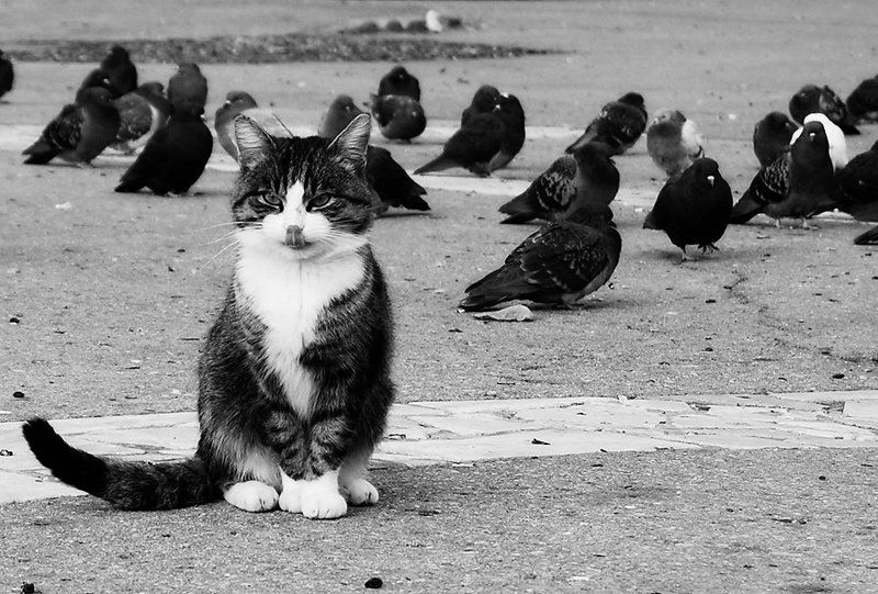 кот бутербродикphoto preview